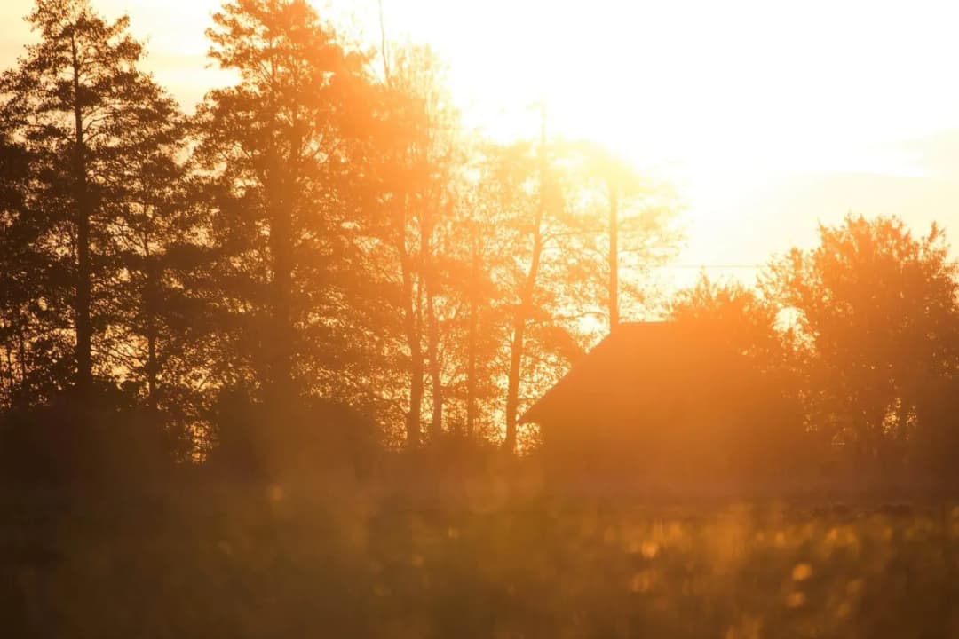 Jak wysokie drzewa przy granicy działki? Zasady, które warto znać