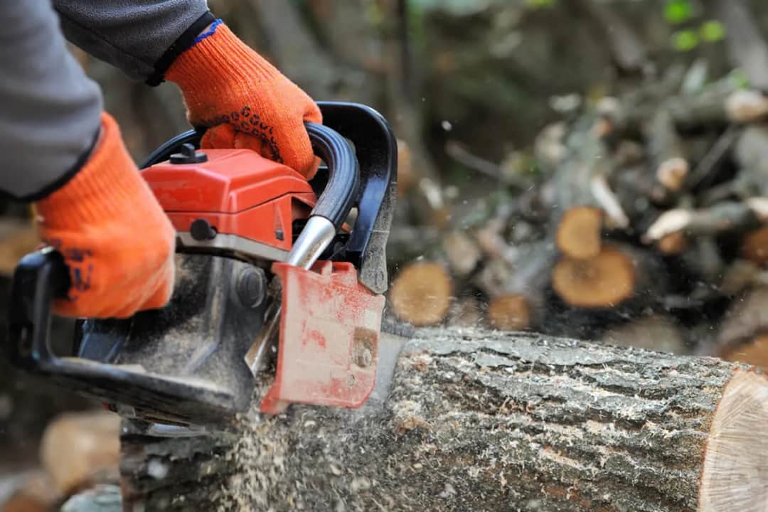 Czy można wyciąć drzewa na własnej działce bez pozwolenia? Sprawdź!