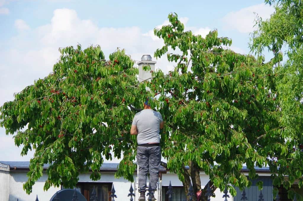 Jak blisko granicy działki można sadzić drzewa, aby uniknąć konfliktów?